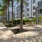 courtyard with tall palm trees